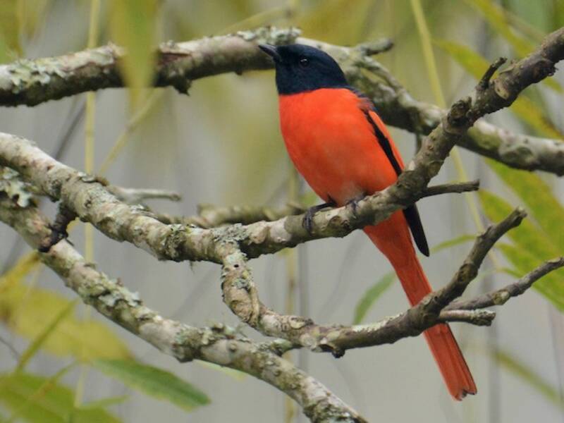 Minivet de la Sonda