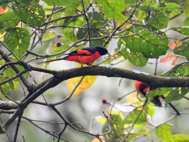 Minivet de la Sonda, Fotos 4