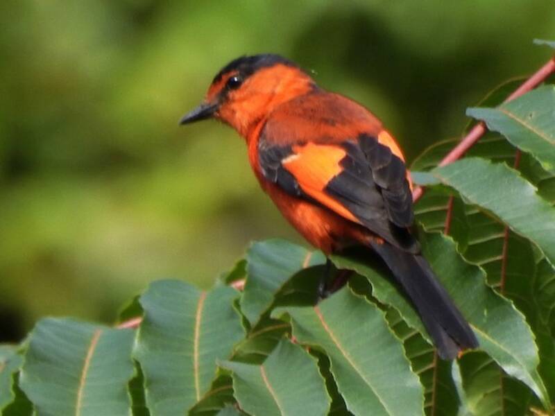 Minivet de la Sonda, Fotos 2
