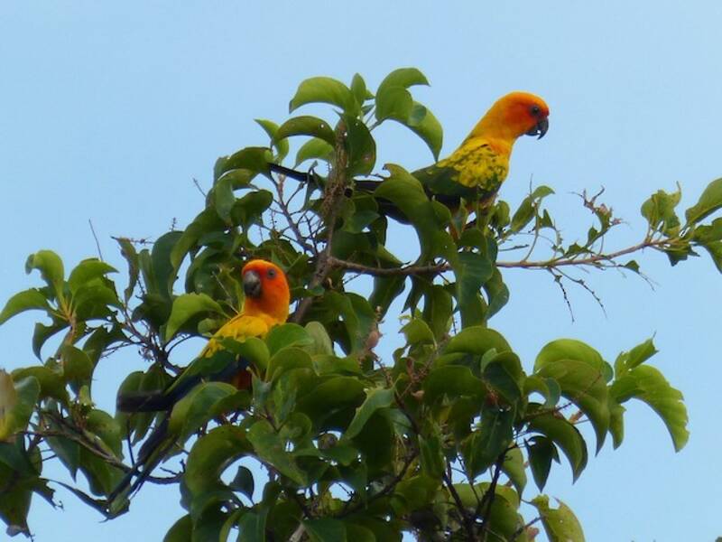 Sun Parakeet (Aratinga solstitialis)
