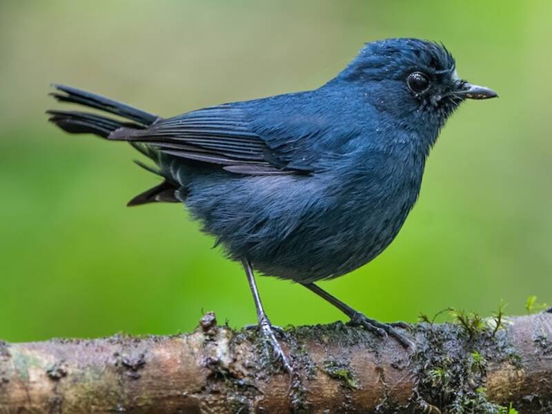 Sumatran Robin, Photos 4