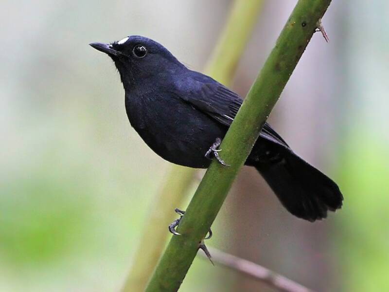 Sumatran Robin, Photos 3