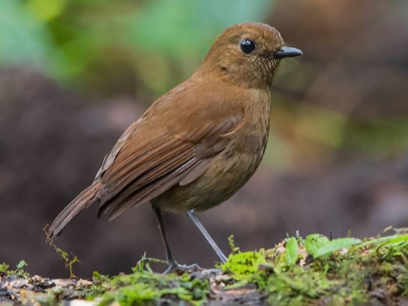 Sumatran Robin, Photos 2