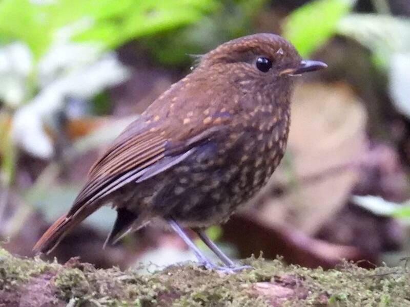 Sumatran Robin