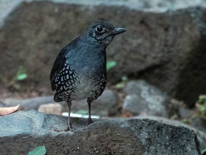 Zorzal de Sumatra, Fotos 3