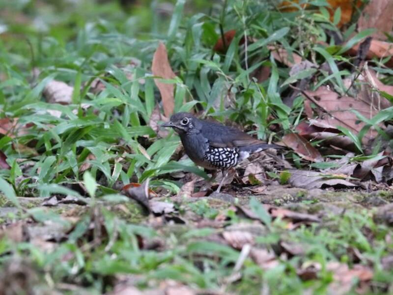 Zorzal de Sumatra, Fotos 2