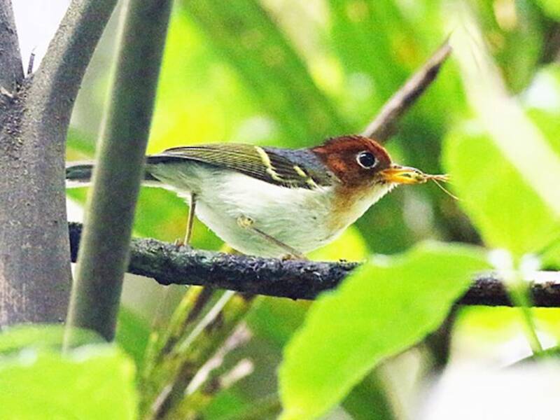Mosquitero de la Sonda, Fotos 2