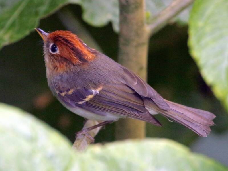 Mosquitero de la Sonda, Fotos 3