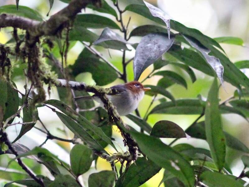 Mosquitero de la Sonda