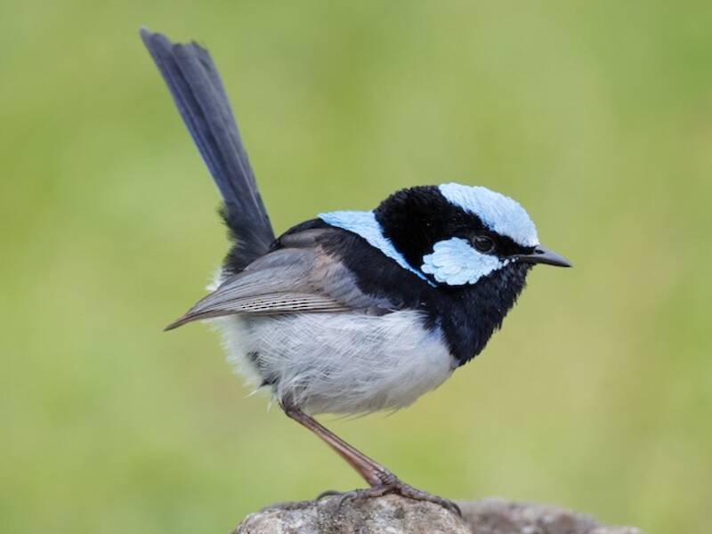Superb Fairywren, 照片 3