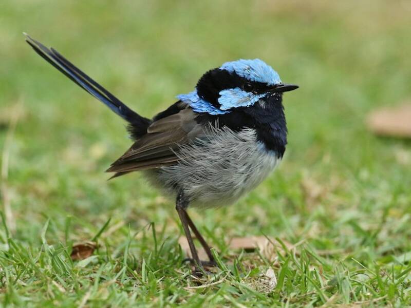 Superb Fairywren, 照片 2