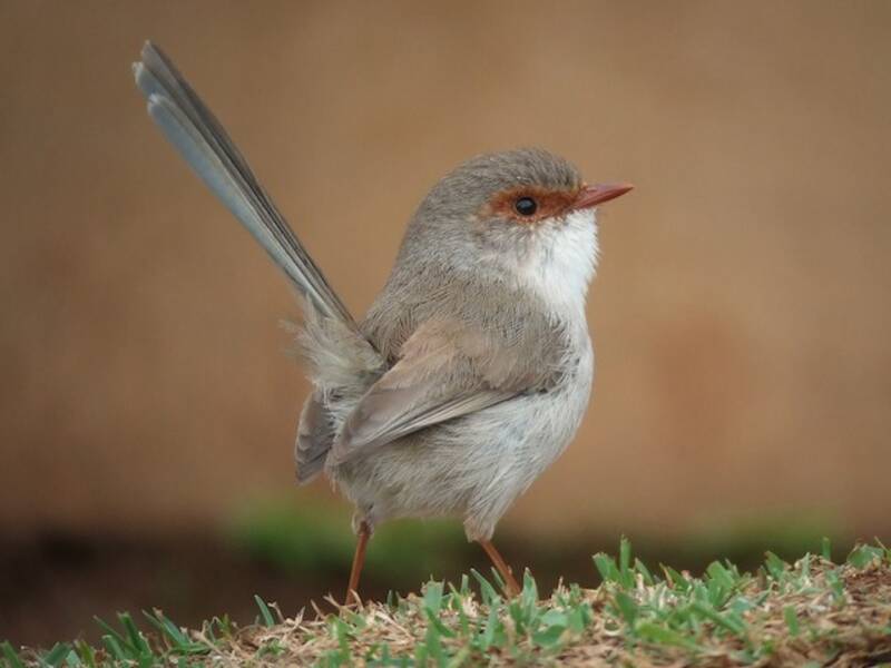 Superb Fairywren, 照片 4