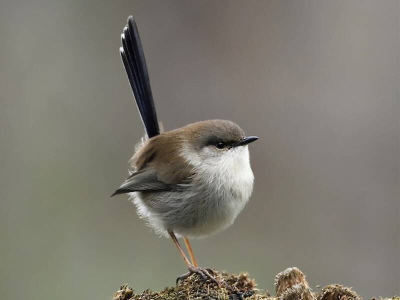 Superb Fairywren (Malurus cyaneus)