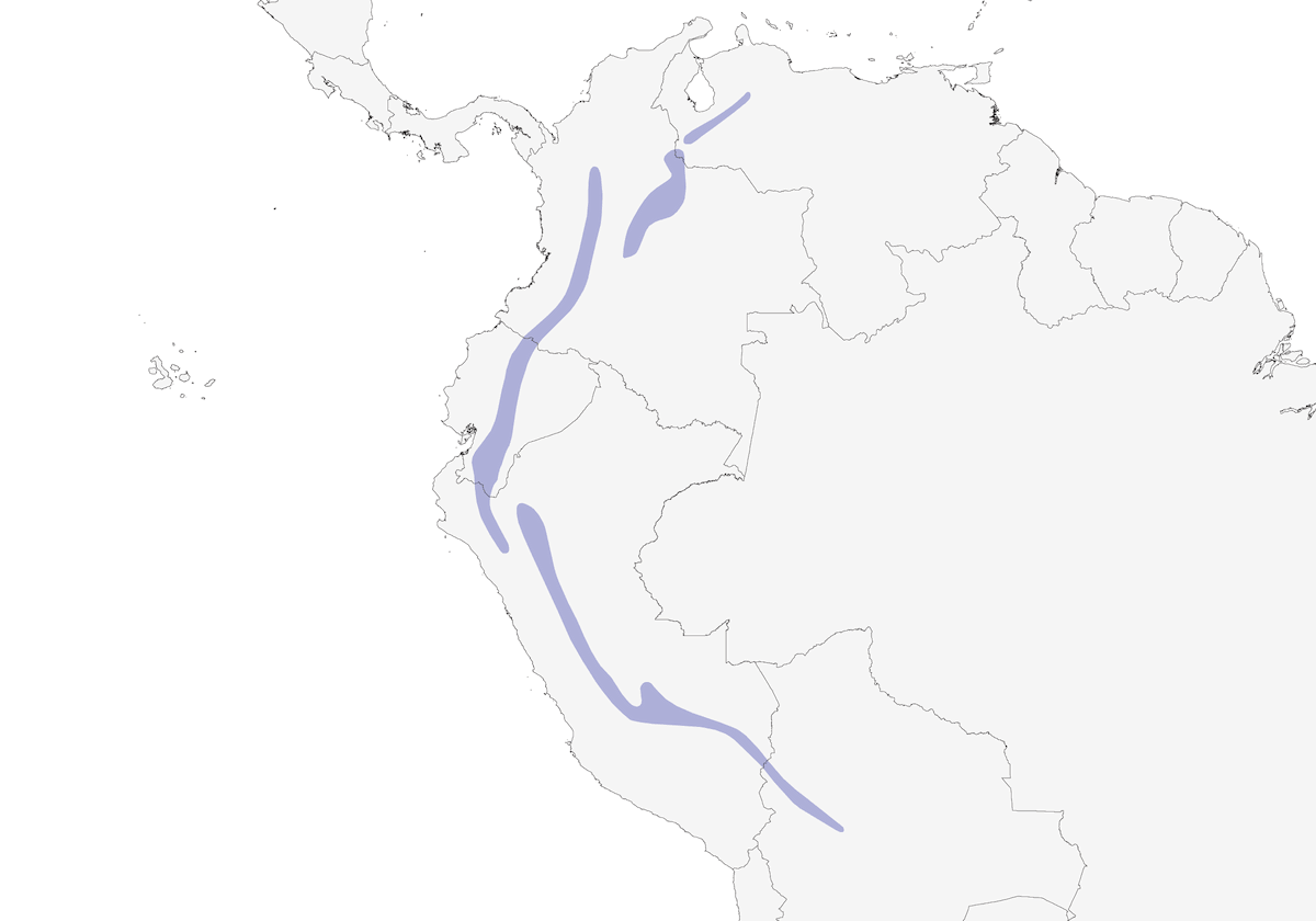 Hemispingo Cejiblanco, Distribución 1