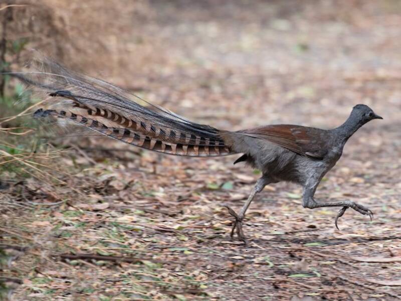 Superb Lyrebird, 照片 3