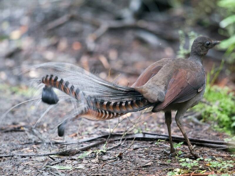 Superb Lyrebird, 照片 4