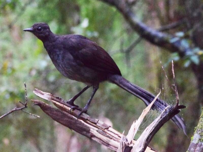 Superb Lyrebird, 照片 2