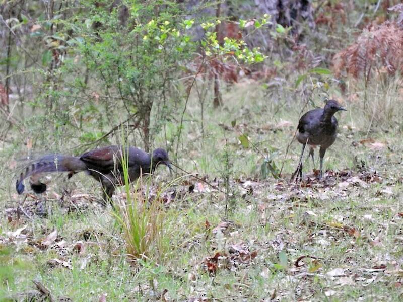 Superb Lyrebird (Menura novaehollandiae)