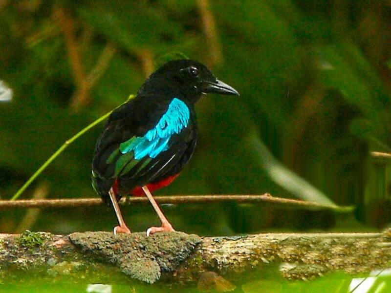 Prachtpitta, Fotos 2