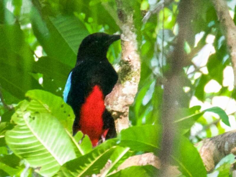 Prachtpitta