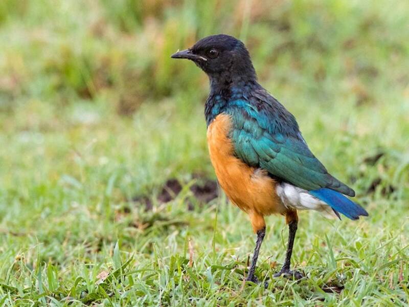 Superb Starling (Lamprotornis superbus)