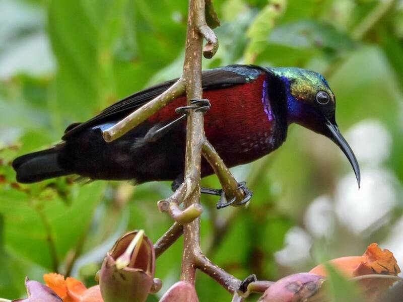 Superb Sunbird