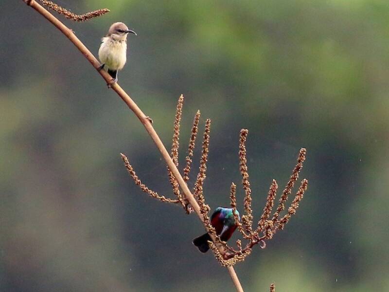 Suimanga Soberbia, Fotos 4
