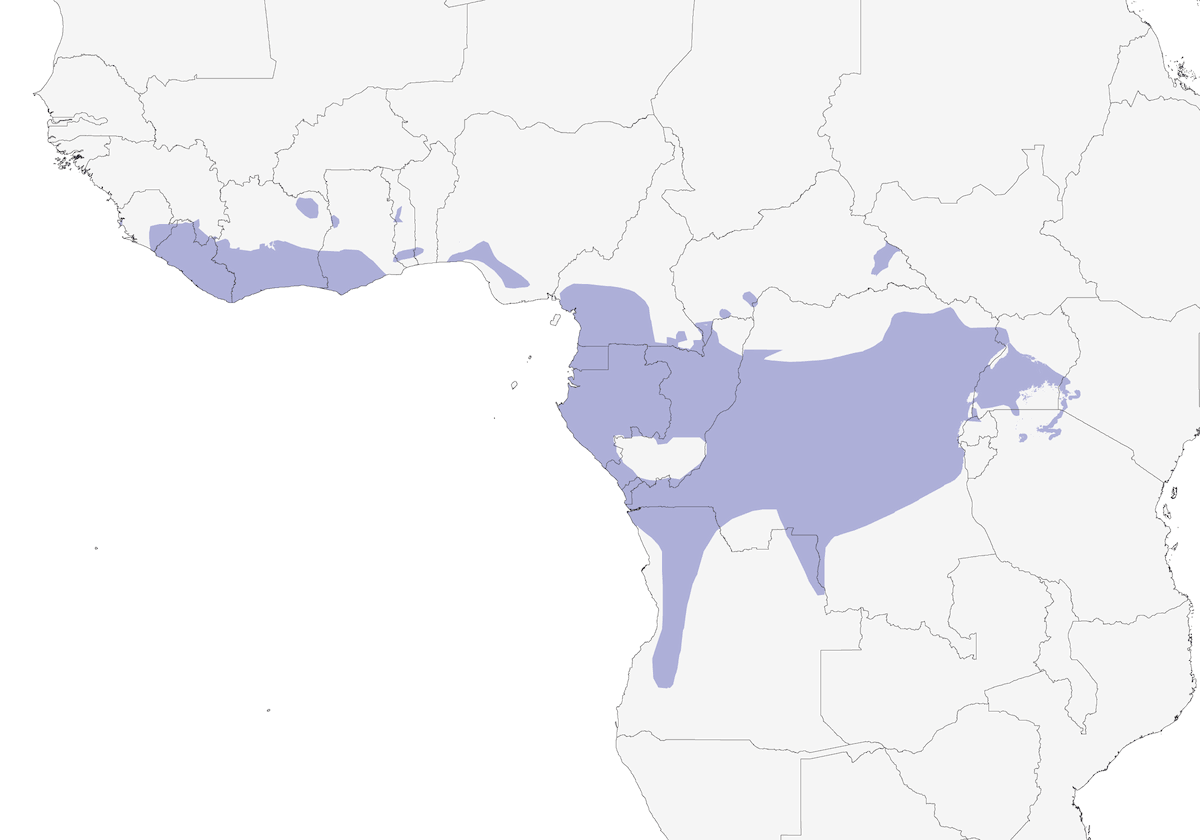 Suimanga Soberbia, Distribución 1