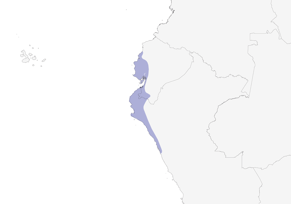 Chochín cejiblanco, Distribución 1