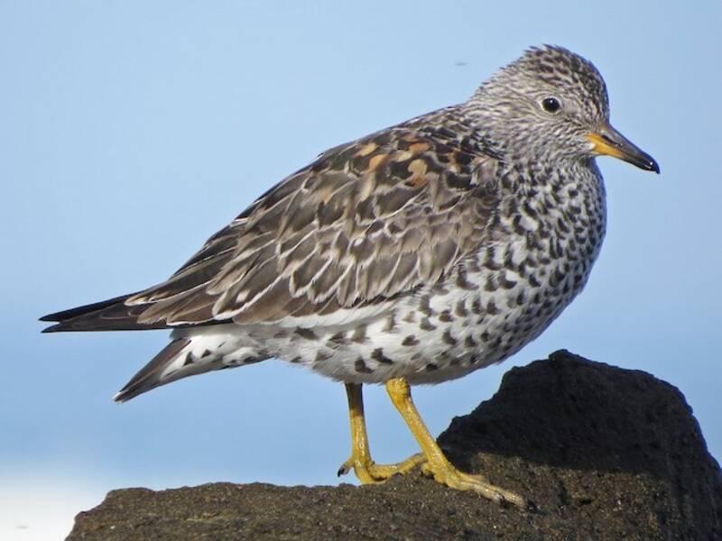Surfbird (Calidris virgata)