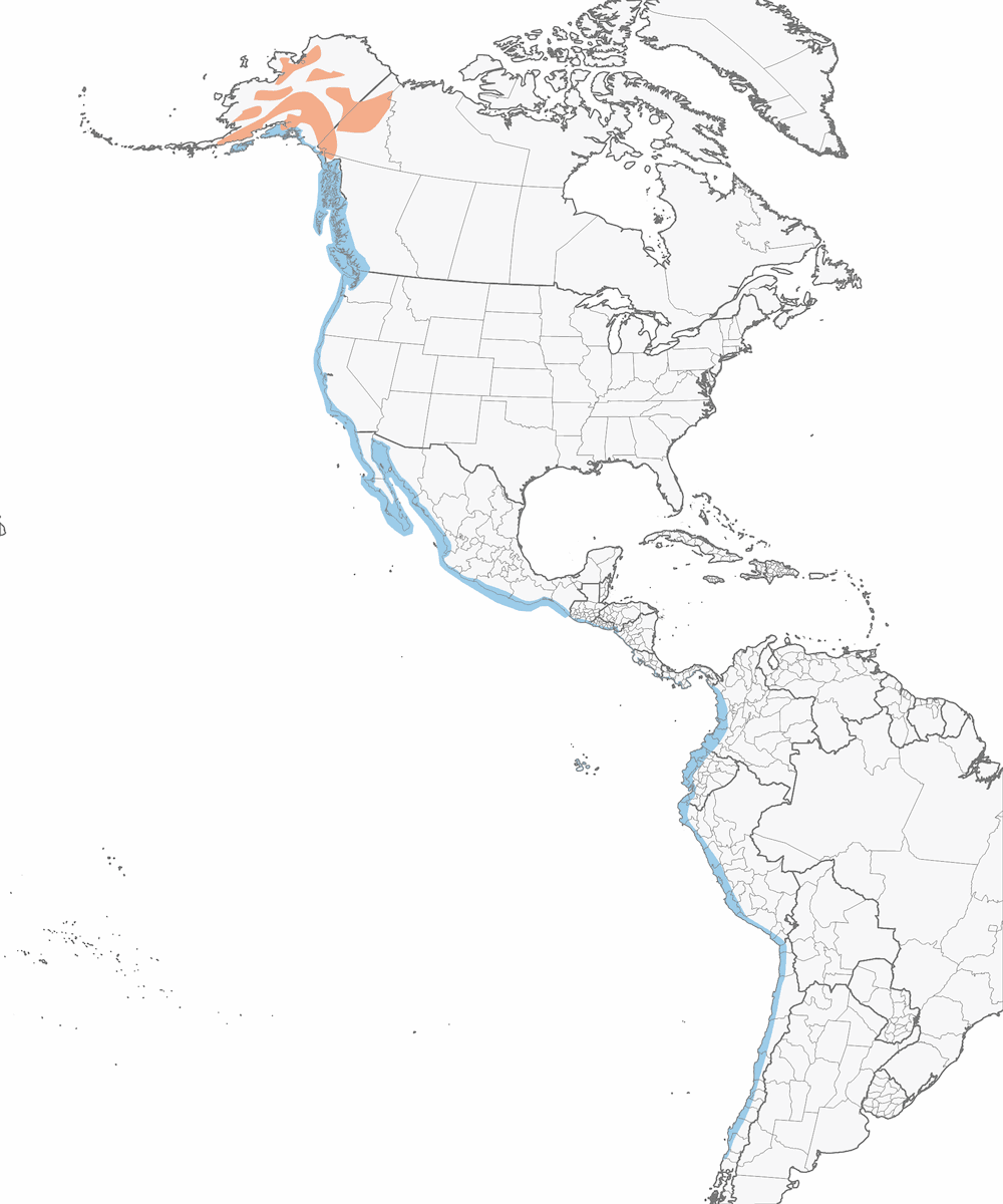 Piviere delle onde, Distribuzione 1