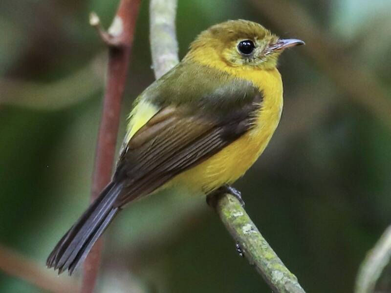 Papamoscas de Rabadilla Azufrada, Fotos 3