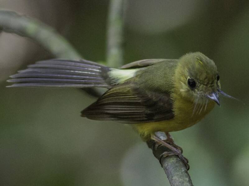 Papamoscas de Rabadilla Azufrada, Fotos 4