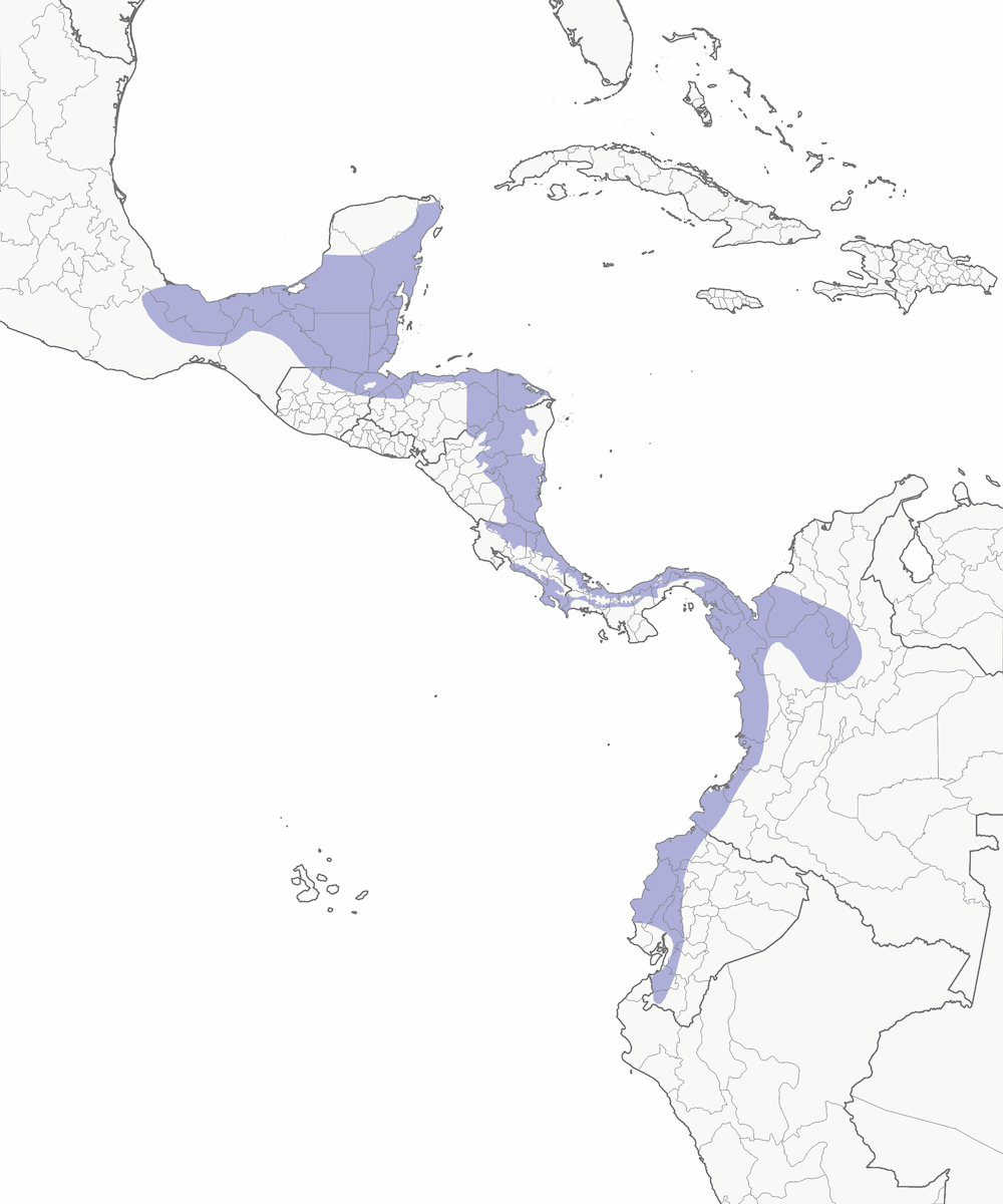 Papamoscas de Rabadilla Azufrada, Distribución 1