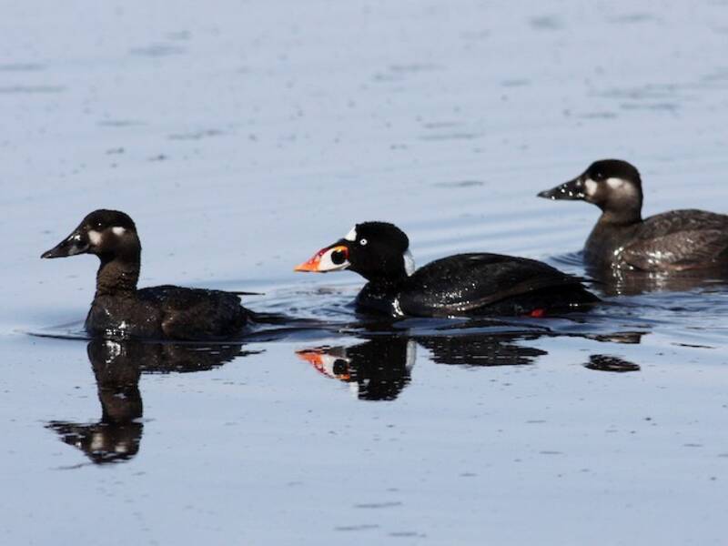 Surf Scoter (Melanitta perspicillata)