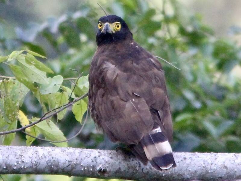 Sulawesi Serpent-Eagle