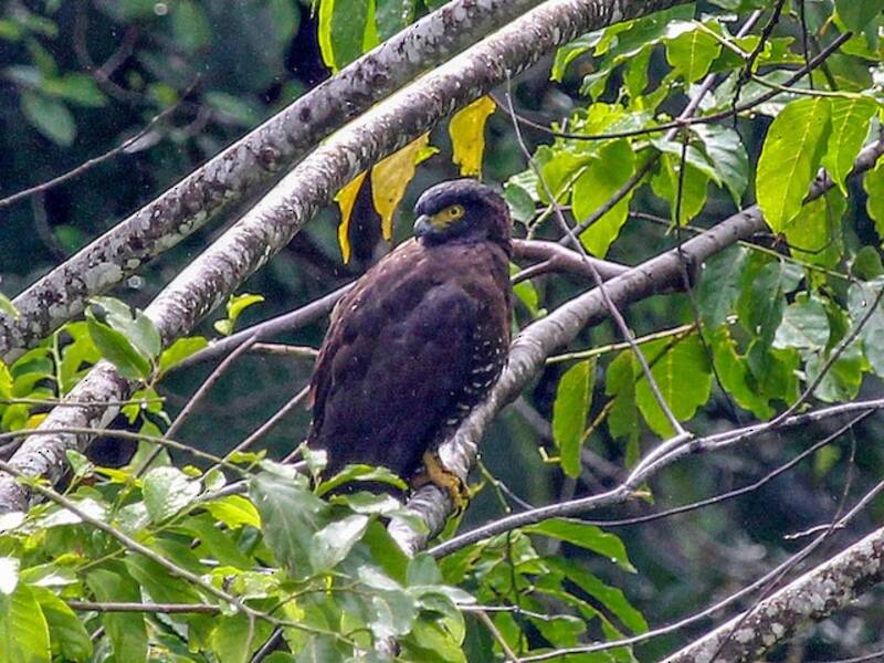 Culebrera de Sulawesi, Fotos 3