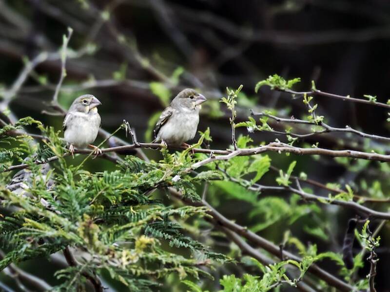 Sulphur-throated Finch