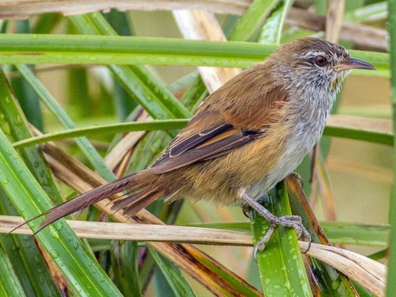 Limnoctites dal petto sulfureo, Foto 2