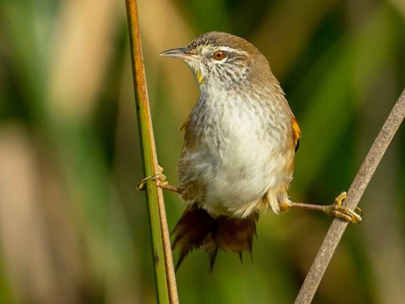 Limnoctites dal petto sulfureo, Foto 3