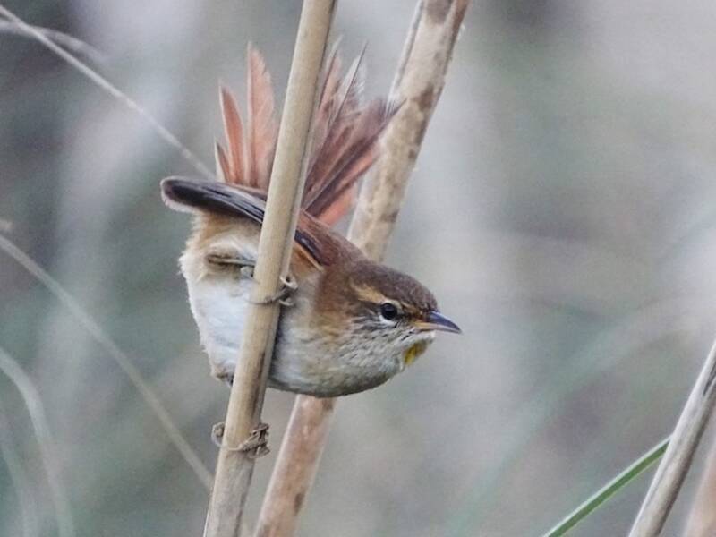 Limnoctites dal petto sulfureo, Foto 4