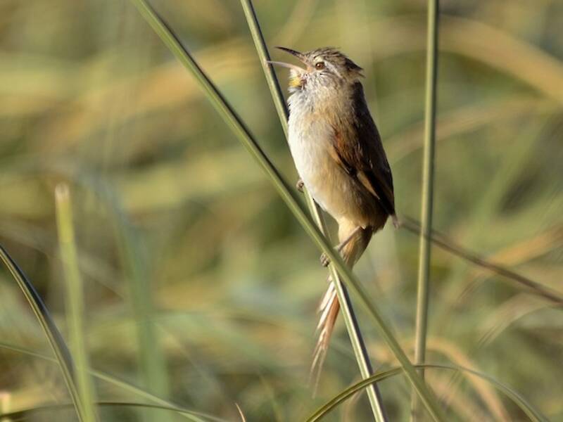 Limnoctites dal petto sulfureo