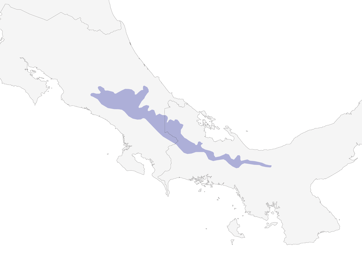 Parrocchetto alizolfo, Distribuzione 1