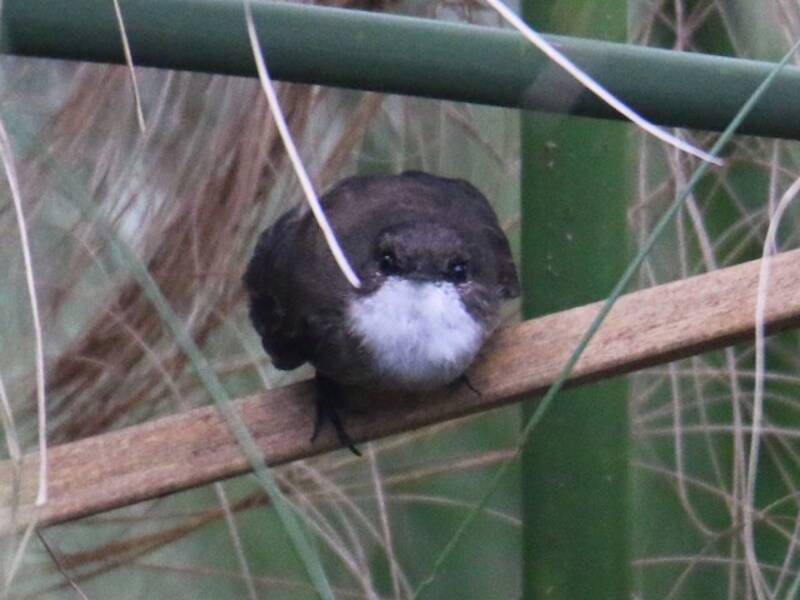 Swamp Flycatcher