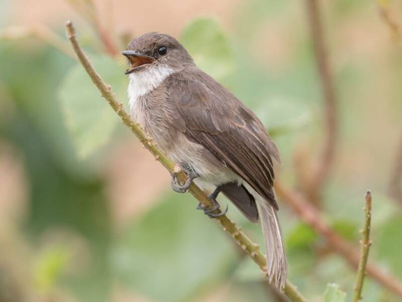 Swamp Flycatcher, 照片 3