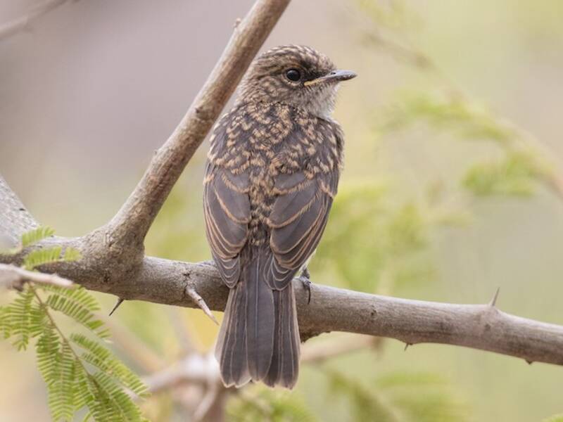 Swamp Flycatcher, 照片 4