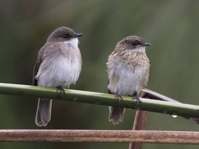 Swamp Flycatcher, 照片 2