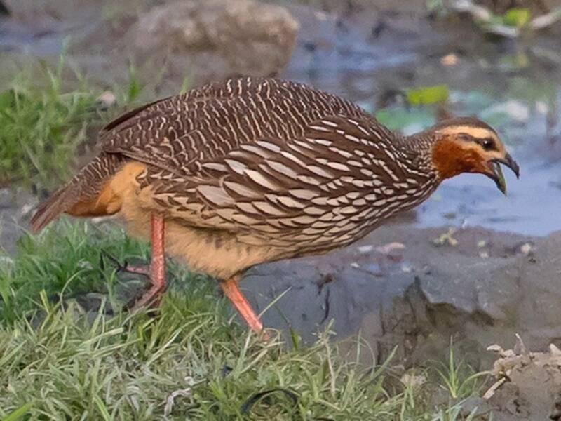 Swamp Francolin, Photos 4