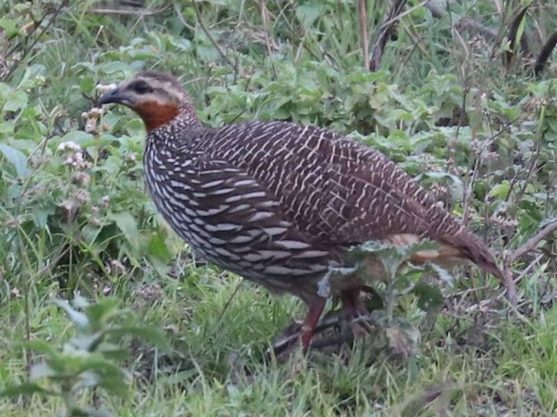 Swamp Francolin, Photos 2