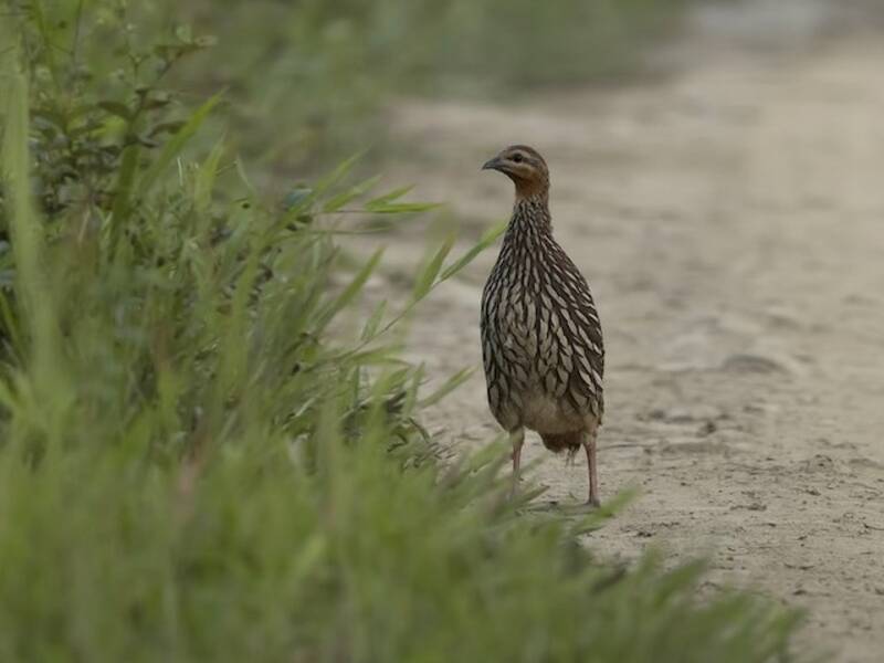 Swamp Francolin, Photos 3
